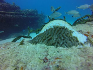 a diseased brain coral with fish swimming around