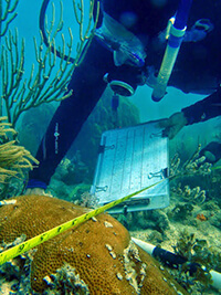 Lauri MacLaughlin, Research Associate, Florida Keys National Marine Sanctuary