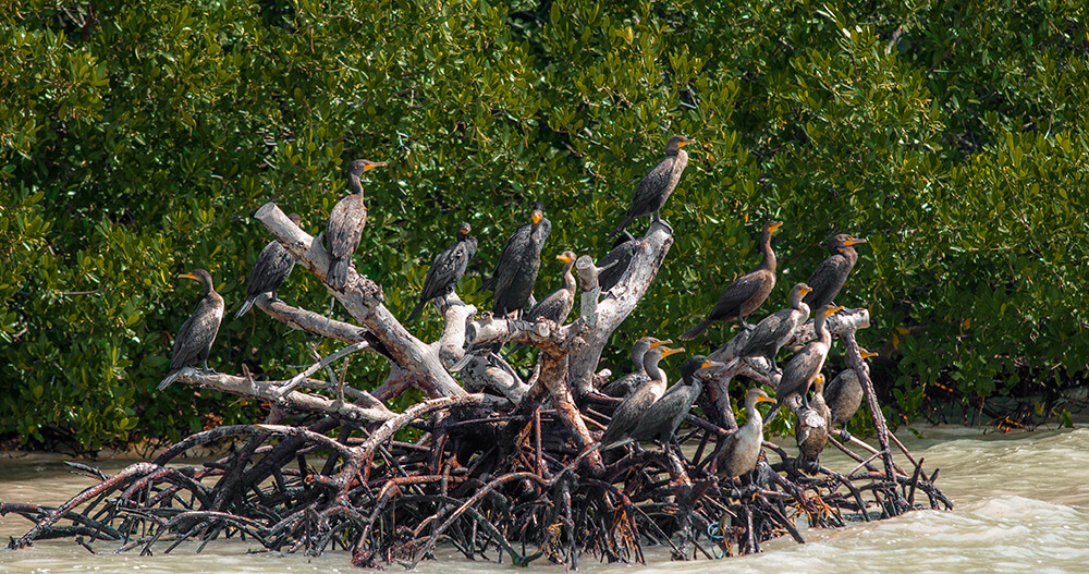 Birds stand on a mangrove stump