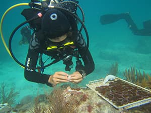 kai lopez underwater restoring coral