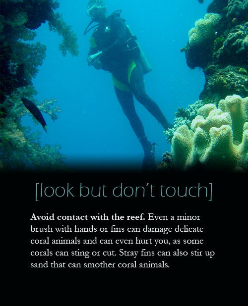 Avoid contact with the reef