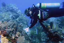 diver conducting research