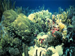 reef scene