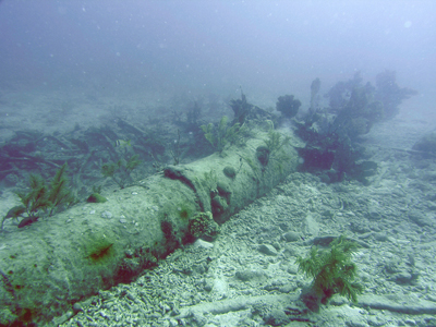 Long mast lying on seafloor covered with soft corals.