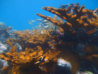 Elkhorn coral in the sanctuary.
