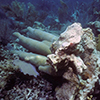 Overturned pillar coral after hurricane.
