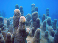 Pillar coral in the sanctuary.