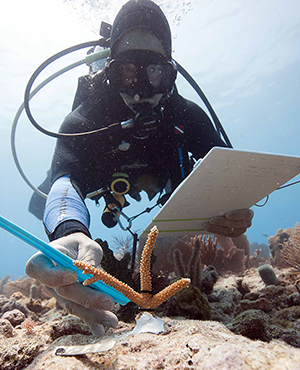 Erich Bartels of Mote Marine Lab measures newly outplanted coral near Looe Key.  Photo by Tim Calver.