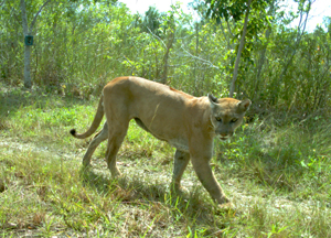 Photo of endangered Florida panther. NPS photo by Mark Parry.