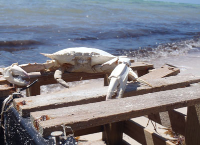 Photo of a dead crab on a derelict trap.