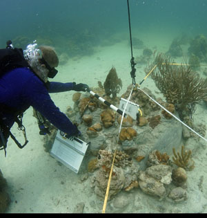 Diver measures patch of reef.