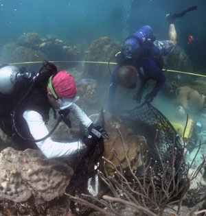 Divers place net under broken coral head.