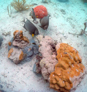 Three gray angelfish amid coral.