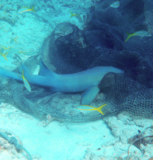 Nurse shark feeds on fish trapped in net.
