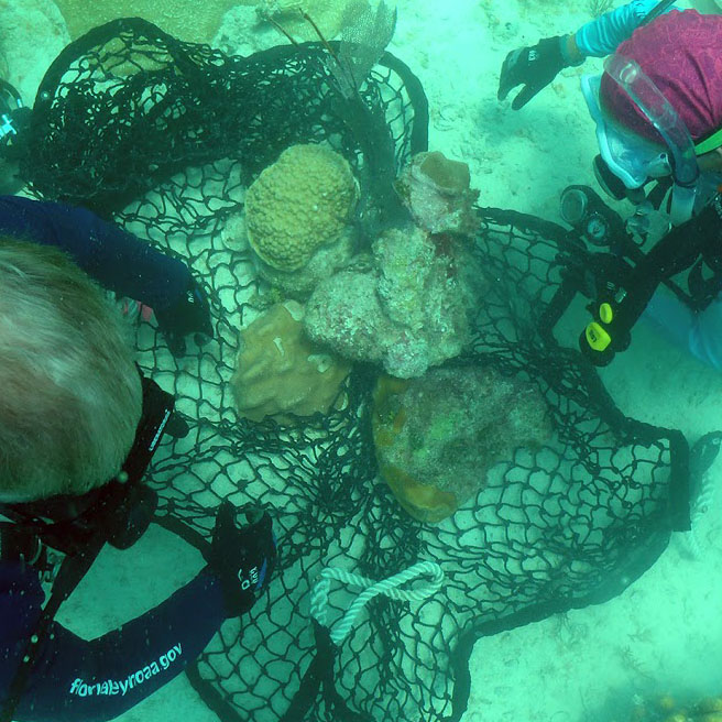 Divers gather broken coral.