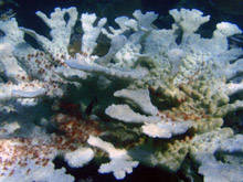 coral bleached during cold-water event
