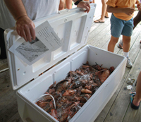 "Conch Republic Divers", who won for smallest lionfish, is seen here with their catch