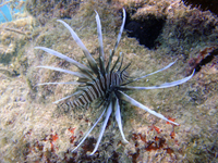 Lionfish photographed in the Florida Keys.