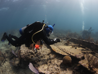 To determine the ship's true identity, trained divers map parts of the wreck and compare those details with historical archives of ships lost at Elbow Reef in the early 1900s.