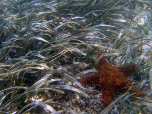 seagrass and seastar