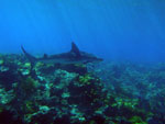 black-tipped reef shark