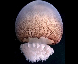 Cannonball jellies are often seen in the Florida Keys. Credit: Florida Museum of Natural History