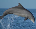 dolphin jumping