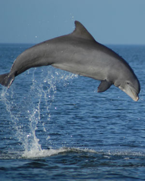 Is a Dolphin a Fish Or a Mammal 