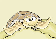 a loggerhead sea turtle