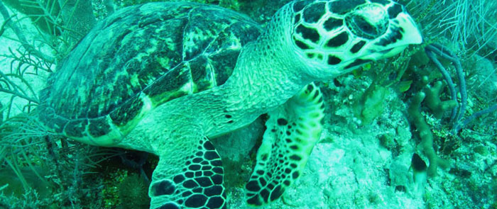 a loggerhead sea turtle