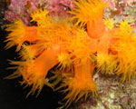orange-cup coral
