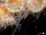 coral polyps