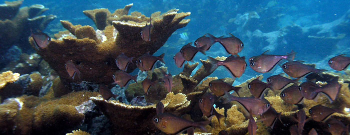 fish swimming amongst a coral reef