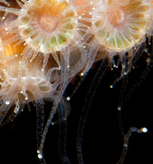coral polyp tentacles extended to feed