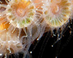 close-up of coral polyps