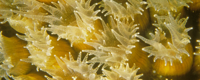 close up of coral polyps