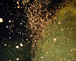 close-up of coral spawning