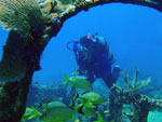 diver exploring a shipwreck