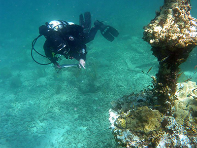 Diver inspecting the coral growth on a beacon that remains at Turtle Reef.