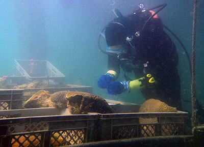 Large rescued corals in underwater nursery