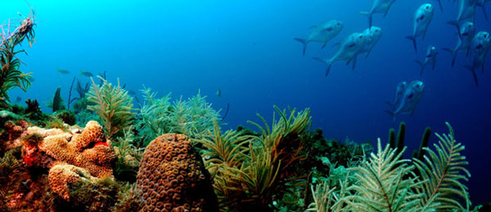 Photo of fish swimming above a coral reef.