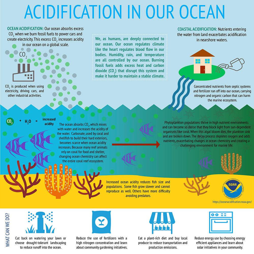 infographic covering ocean acidification and what we can do to help