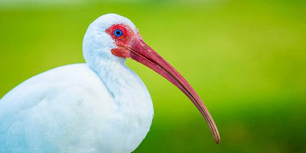 close up of a white ibis