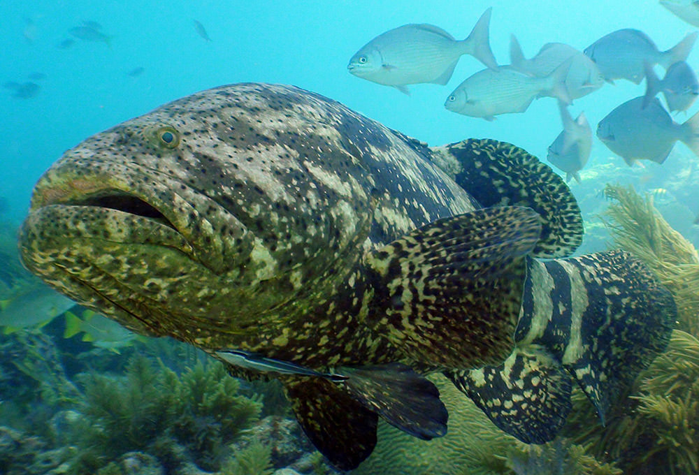 goliath grouper with remora