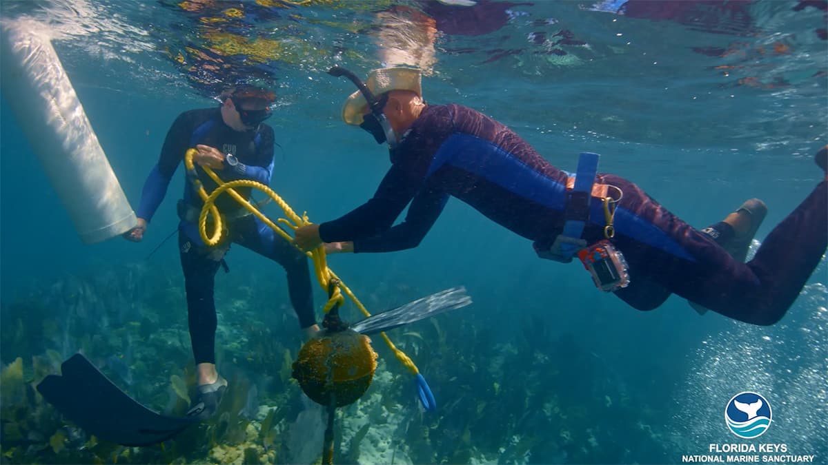 two snorklers working on a buoy underwater