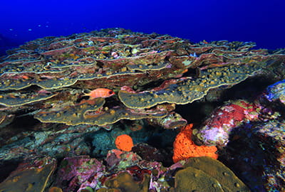 fish swimming among plate coral