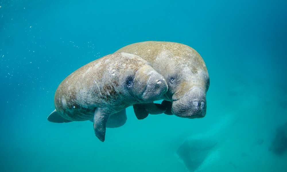 A mother manatee and her calf in clear shallow water