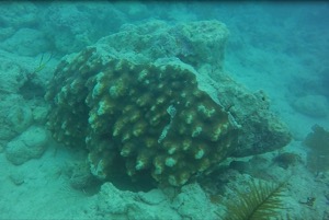 disloged coral