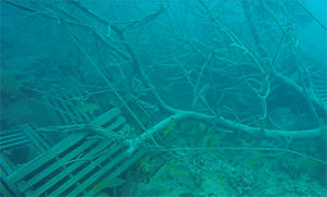 A large mangrove rests among displaced lobster traps at Conch Reef