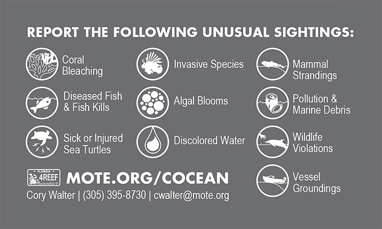 card with list of marine debris items to report to mote